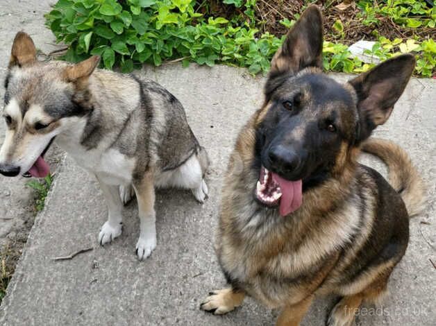 Alaskan Shepherd puppies, ready in December for sale in High Wycombe, Buckinghamshire - Image 4