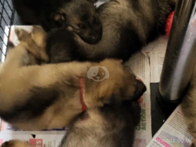 Alaskan Shepherd puppies, ready in December for sale in High Wycombe, Buckinghamshire - Image 5