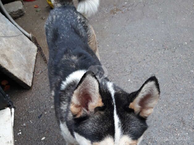 Am sel Husky dog for sale in Bradford, West Yorkshire