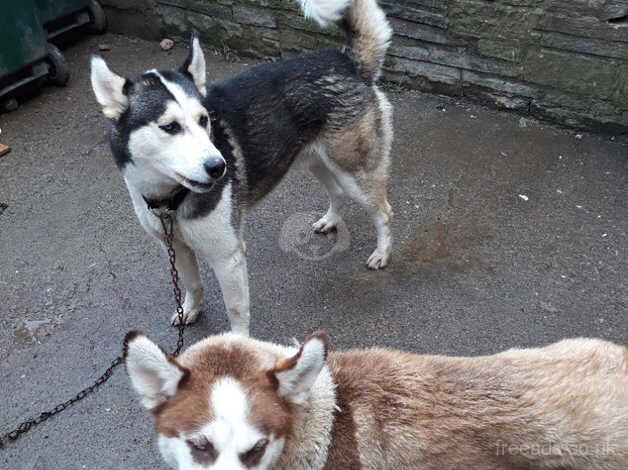 Am sel Husky dog for sale in Bradford, West Yorkshire - Image 3