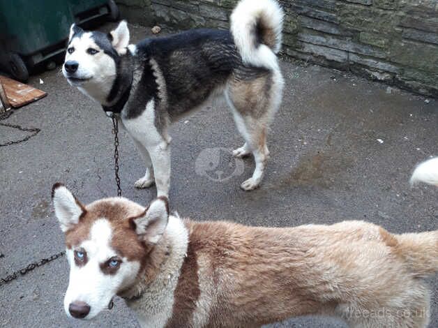 Am sel Husky dog for sale in Bradford, West Yorkshire - Image 4