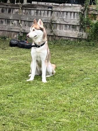 Beautiful husky for re home for sale in Chigwell, Essex