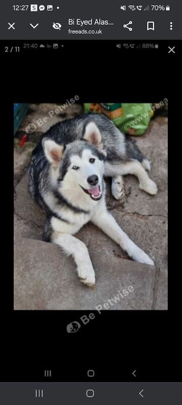 Malamute Puppies For Sale Under £1,000