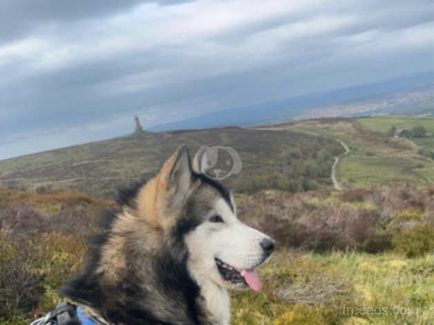 Champion pedigree Alaskan malamute**reduced** for sale in Darwen, Lancashire