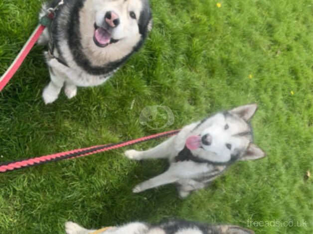 Champion pedigree Alaskan malamute**reduced** for sale in Darwen, Lancashire - Image 2