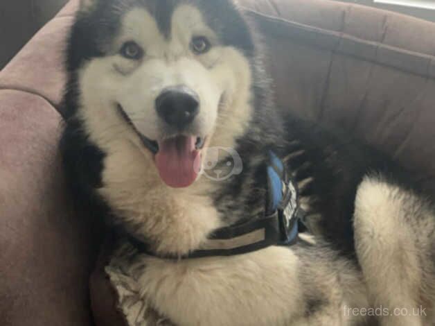 Champion pedigree Alaskan malamute**reduced** for sale in Darwen, Lancashire - Image 3