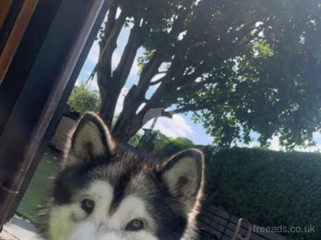 Malamute Puppies for sale