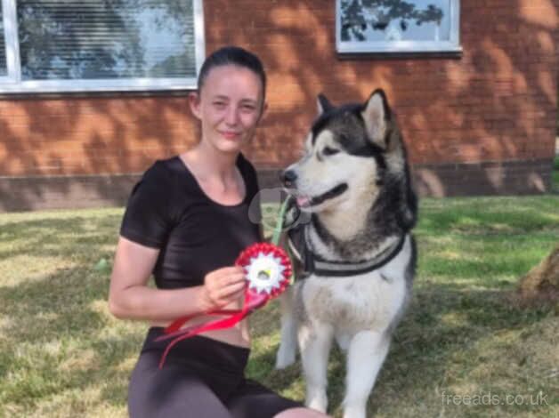 Female Alaskan malamute for sale in Darwen, Lancashire