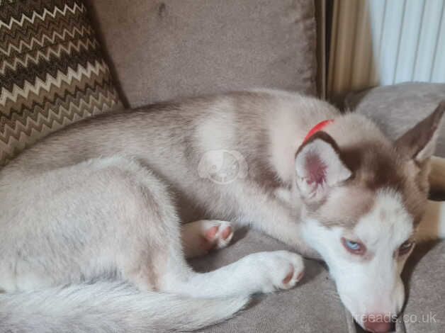 Husky for sale in Glasgow, Glasgow City