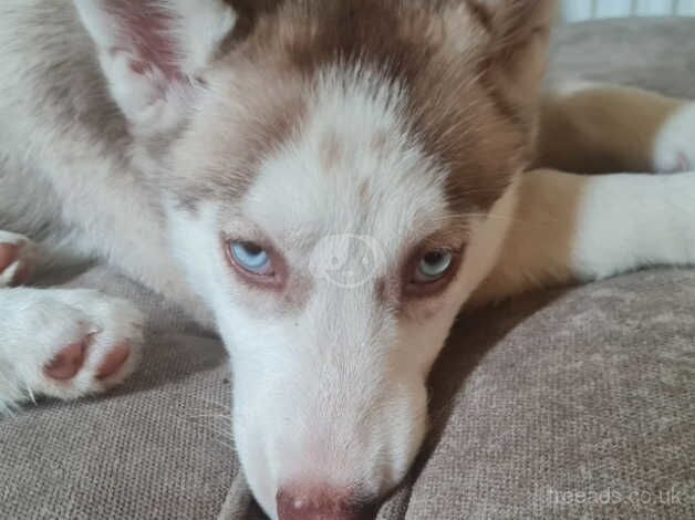 Husky for sale in Glasgow, Glasgow City - Image 2