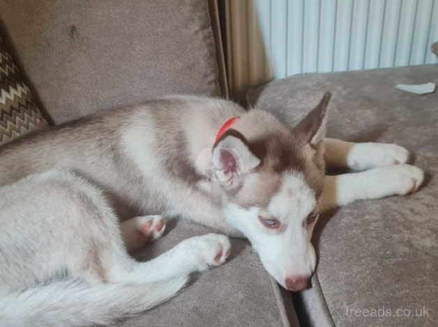 Husky for sale in Glasgow, Glasgow City - Image 3