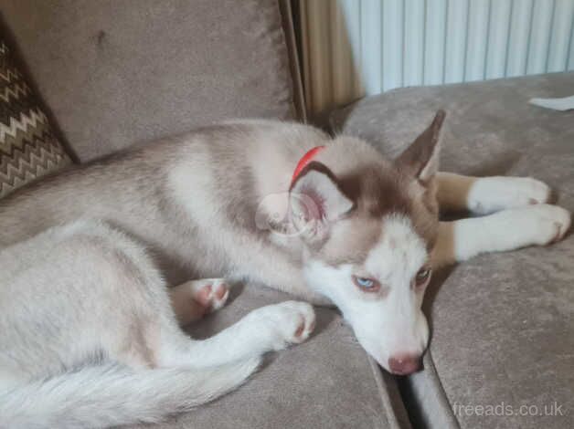 Husky for sale in Glasgow, Glasgow City - Image 4