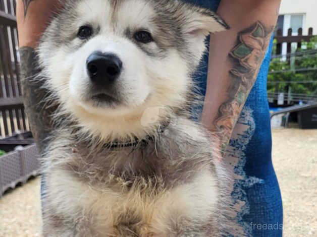 Kc alaskan malamute puppys for sale in Southampton, Hampshire - Image 1