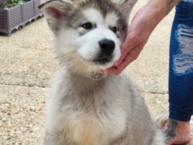 Alaskan Malamutes for sale in Southampton, Hampshire