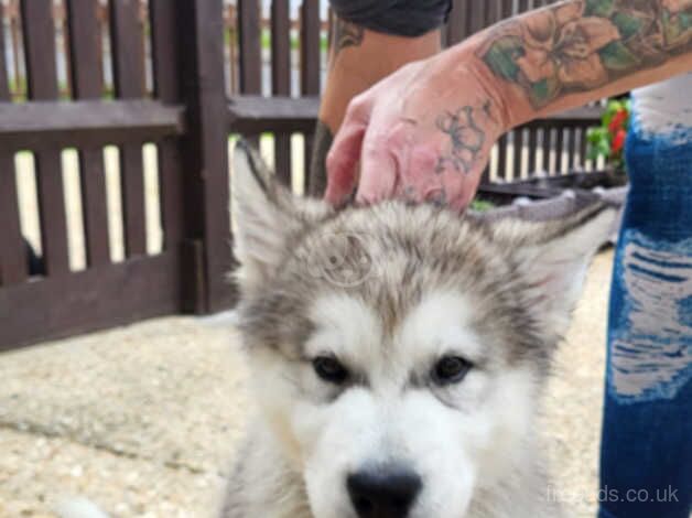 Malamute Puppies for sale in Hampshire