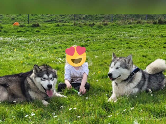 Malamute Puppies for sale