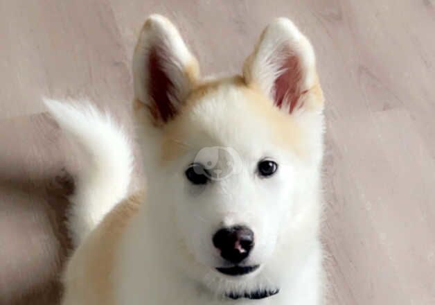 Malamute cross for sale in Canterbury, Kent - Image 5