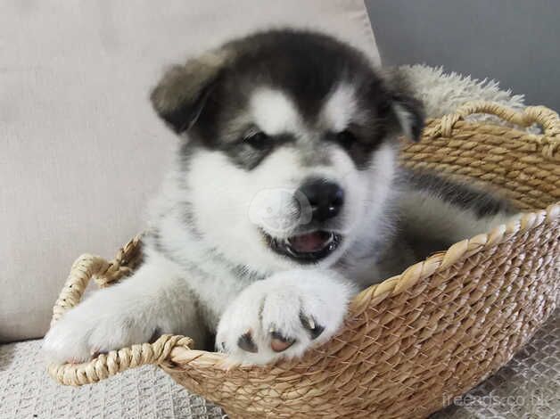 Malamute puppies for sale in Kent