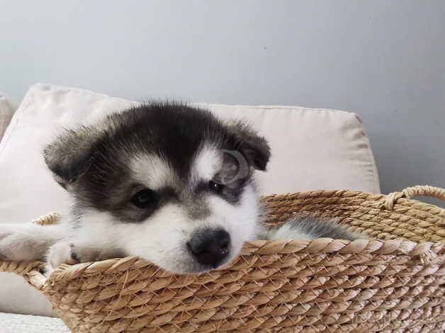 Alaskan Malamutes for sale in Kent