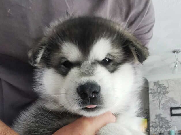 Malamute Puppies for sale in Kent