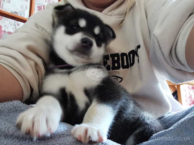 Malamute puppies for sale in Kent - Image 5