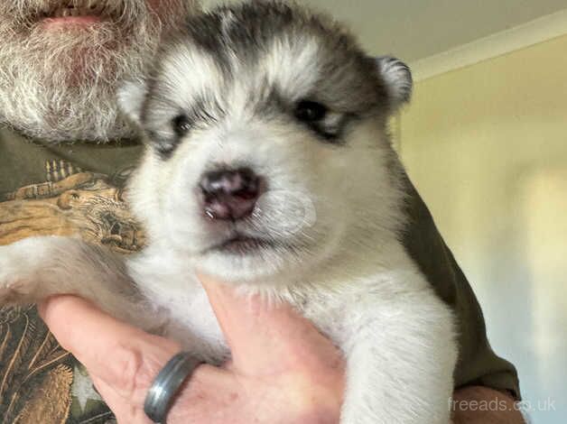 Malamute puppies for sale in Wisbech, Cambridgeshire