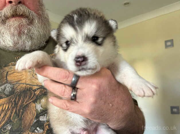 Malamute puppies for sale in Wisbech, Cambridgeshire - Image 2