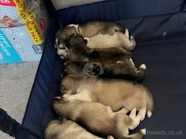 Malamute Puppies for sale in Cambridgeshire