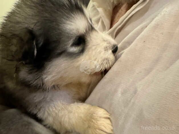 Malamute puppies for sale in Wisbech, Cambridgeshire - Image 5