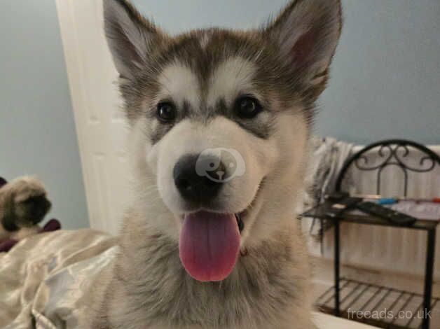 Kennel Club Registered Malamute Puppies For Sale