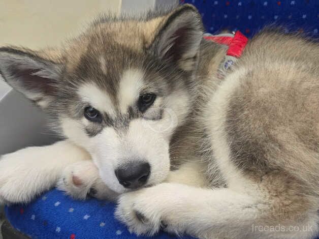 KC Registered Malamute Puppies for sale in Hampshire