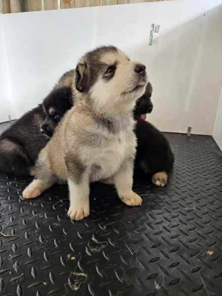 PURE Alaskan malamute puppies for sale in Pollhill, Kent - Image 1