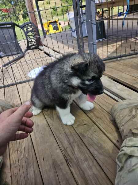 PURE Alaskan malamute puppies for sale in Pollhill, Kent - Image 2