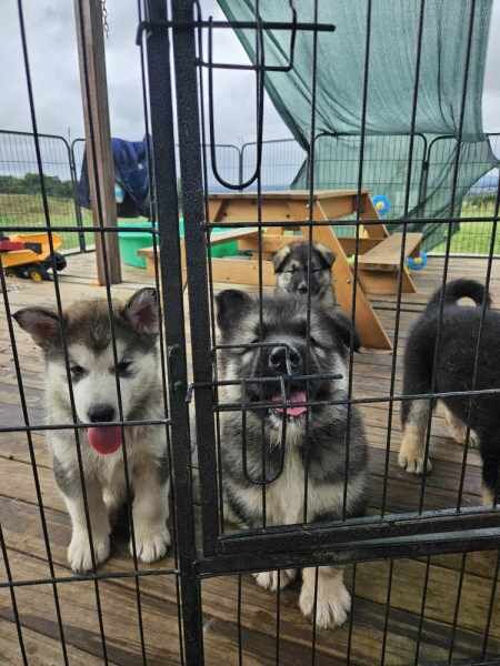 PURE Alaskan malamute puppies for sale in Pollhill, Kent - Image 4