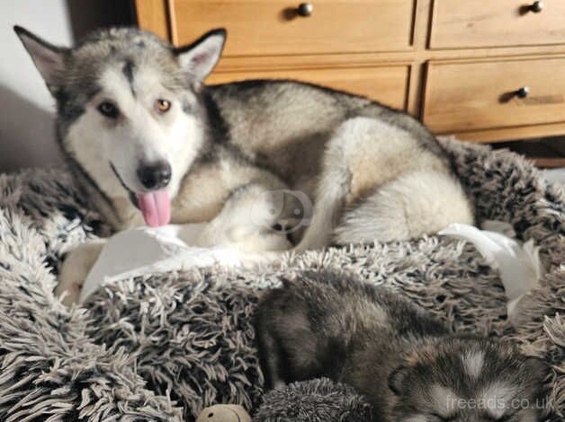 PUREBRED ALASKAN MALAMUTE PUPPIES for sale in Ballyclare, Newtownabbey