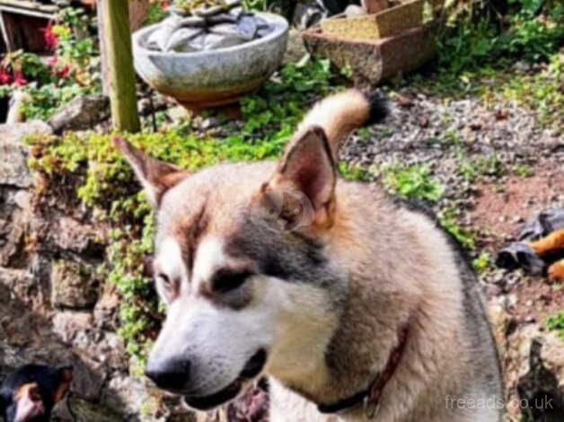 Special needs malamute x wolf for sale in Llangollen, Wrexham