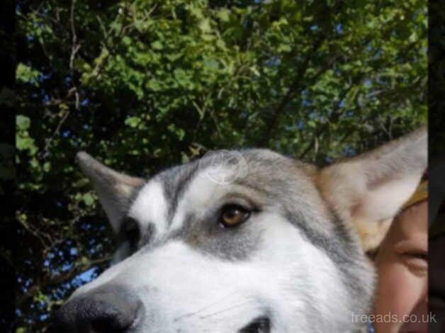 Special needs malamute x wolf for sale in Llangollen, Wrexham - Image 2