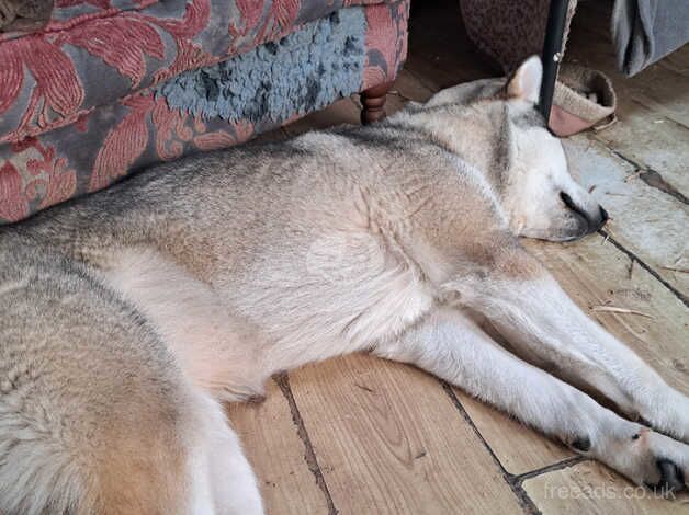 Special needs malamute x wolf for sale in Llangollen, Wrexham - Image 3