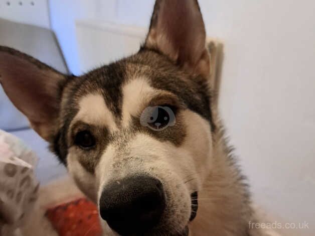 Special needs malamute x wolf for sale in Llangollen, Wrexham - Image 4