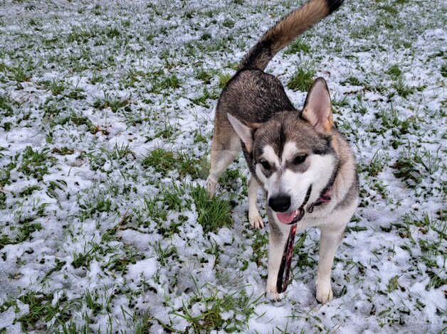 Special needs malamute x wolf for sale in Llangollen, Wrexham - Image 5